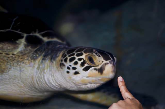 sea-life-benalmadena-turtle