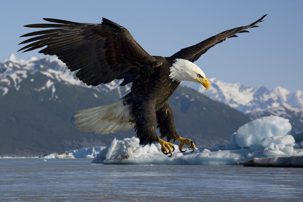 The Bald Eagle is the national bird of the USA