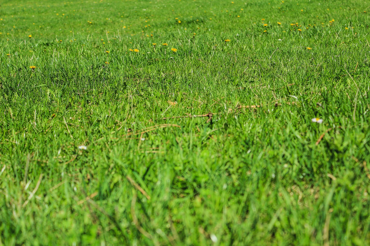 Improve Your Lawn with top dressing