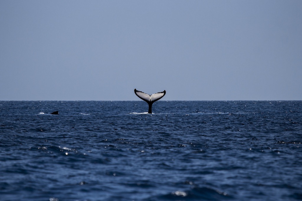 best place in world to see blue whales